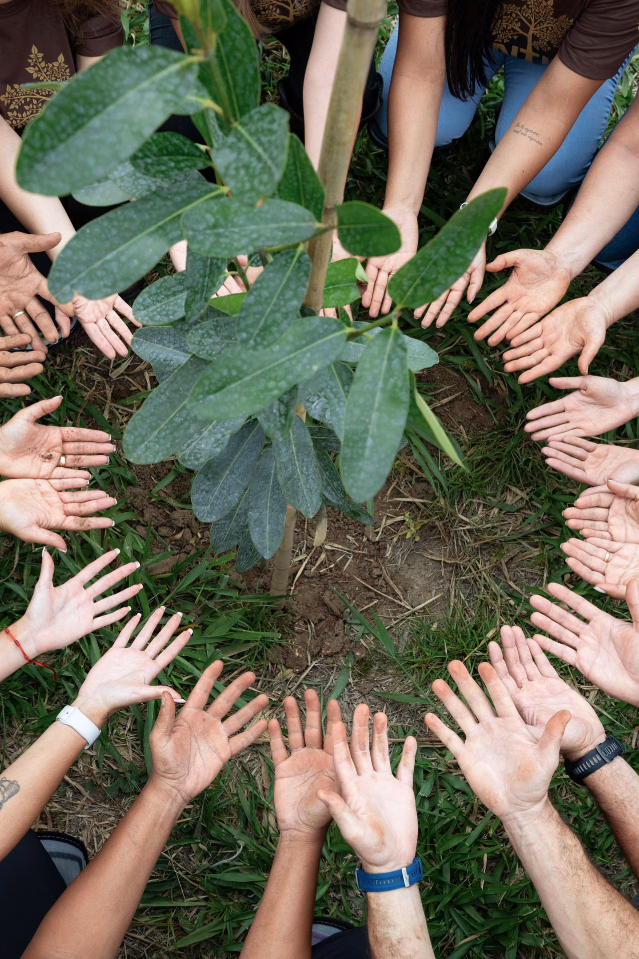 Mãos em círculo ao redor de uma muda nativa recém-plantada