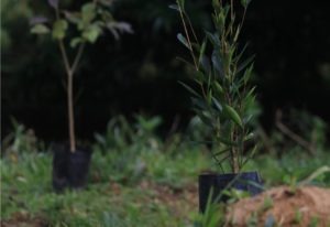Plantio de Árvores - Carbon Free Brasil